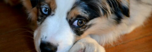 Nos chiens BAM