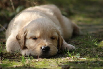 Pourquoi un chiot LOF