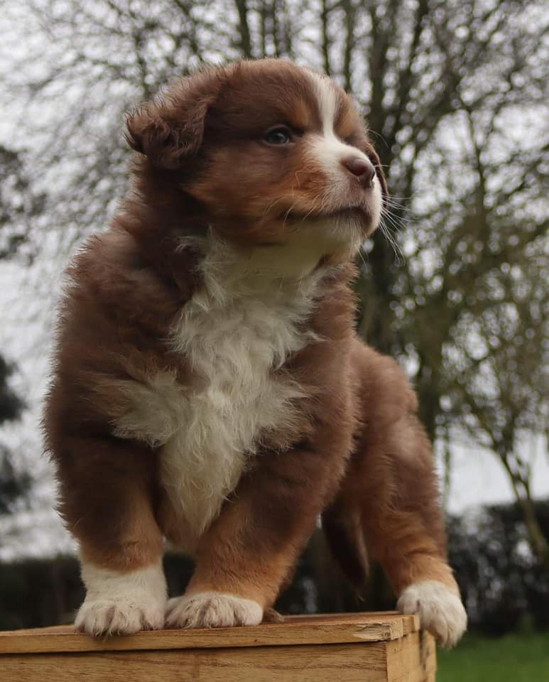 Chiot berger américain miniature rouge tricolore 