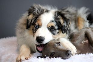 Skye et notre mascotte Piper petit lévrier italien