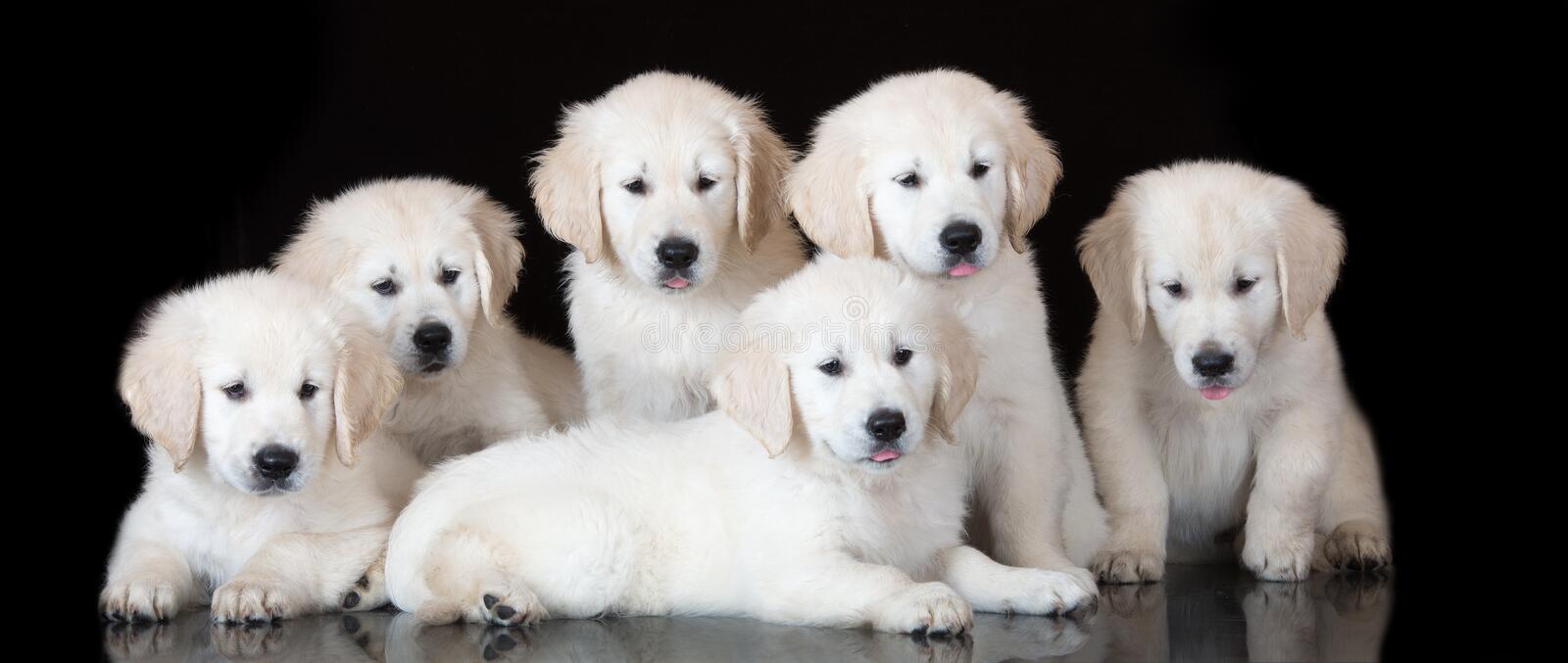 Chiots Golden Retriever nés aux Alizés de Maëlynn