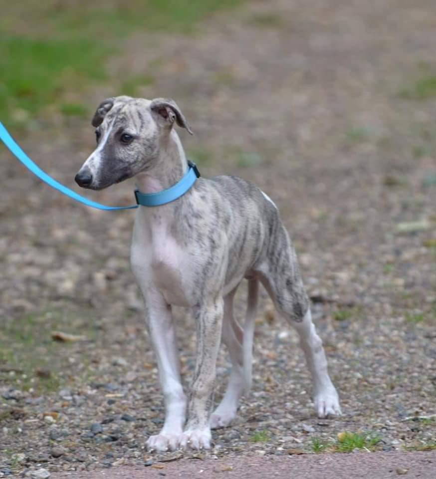 chiot whippet lof