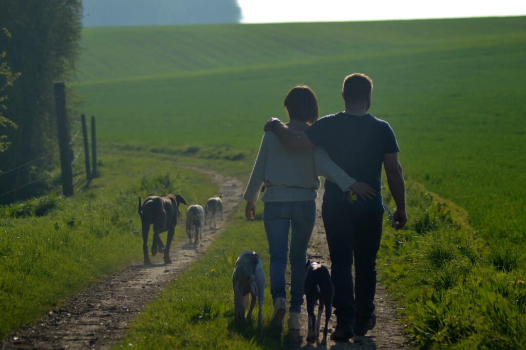 Les Whippets sont difficiles à dresser
faux le whippet est très intelligent et réceptif 