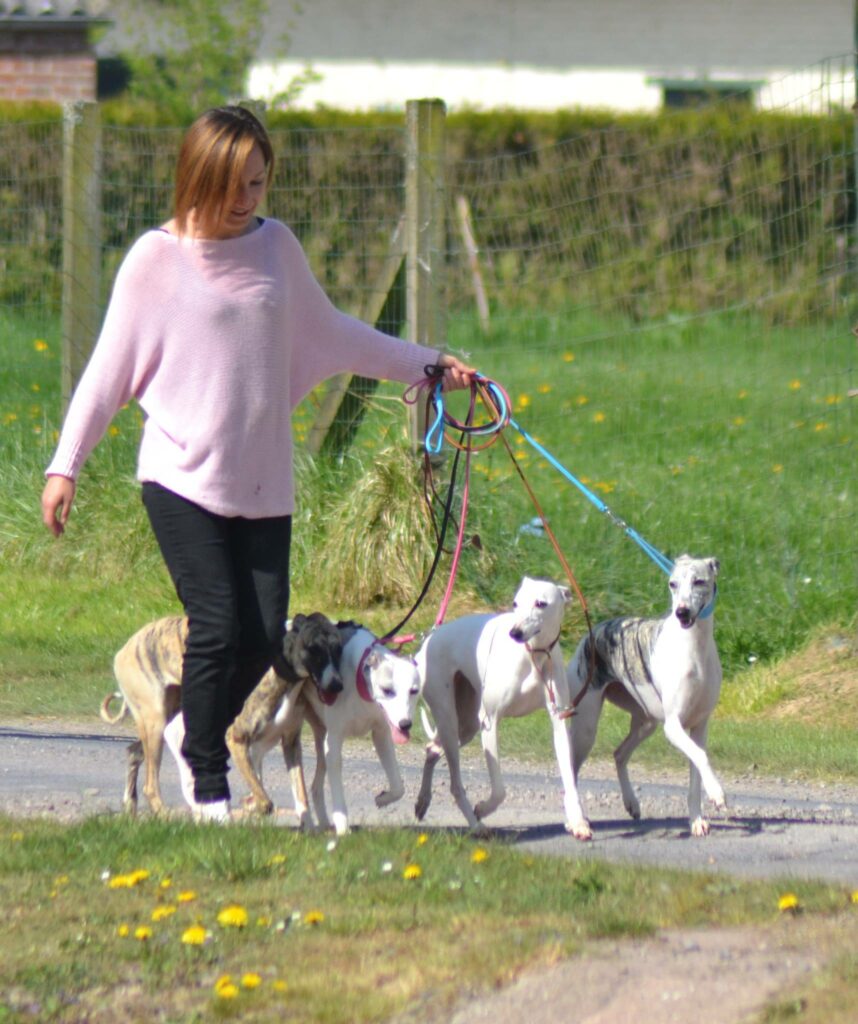 Les Whippets ne peuvent pas être dressés à la laisse
faux : voici 4 whippets marchant parfaitement en laisse 