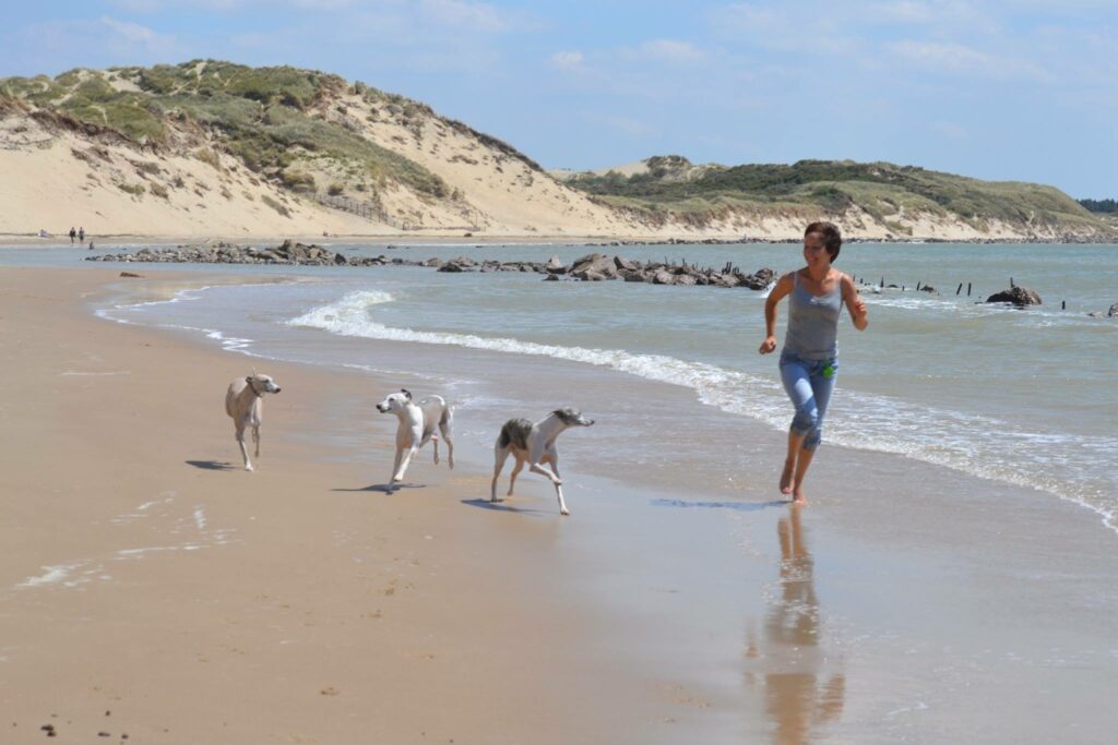  Les Whippets sont des chiens fugueurs
faux  les Whippets sont généralement des compagnons fiables et bien équilibrés 