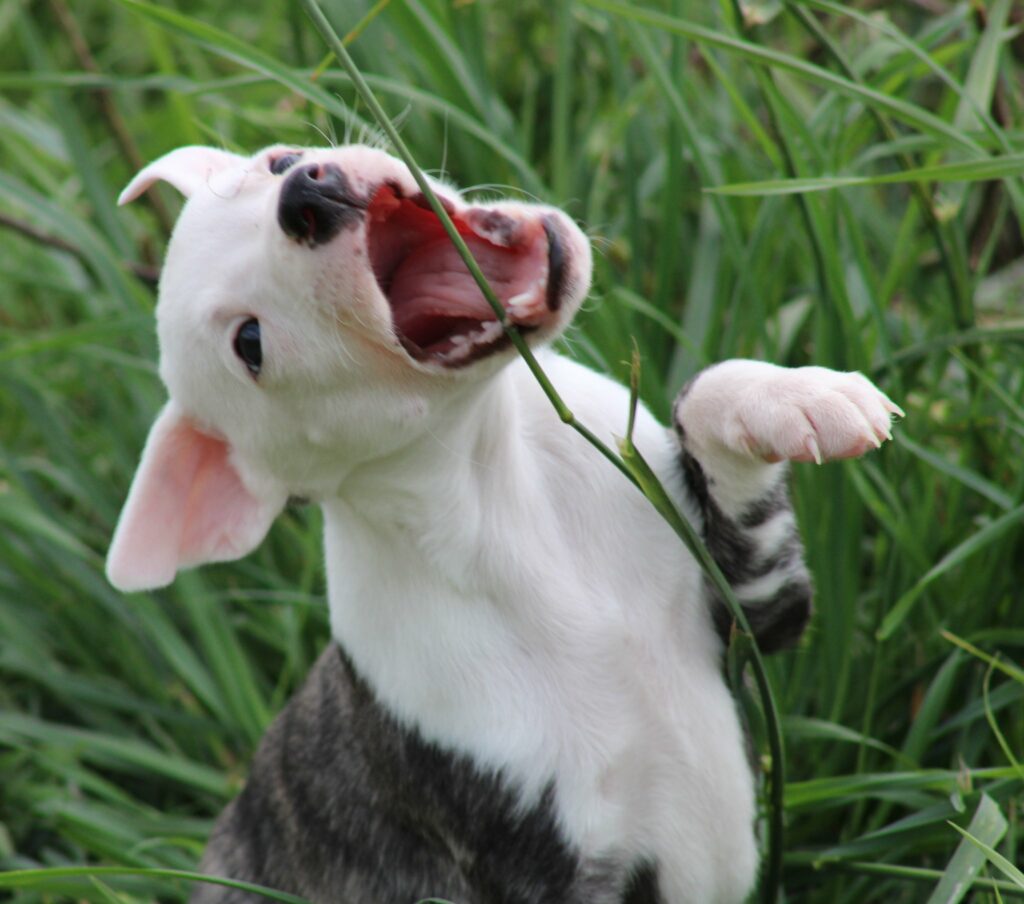  Nous attachons une grande importance sur la vie et le bien être de nos chiens à L'élevage mais aussi dans leur future famille. Nous voudrions rendre attentifs nos futurs visiteurs sur l'engagement qu'implique l'achat d'un chiot. Les contraintes liées à la présence d'un animal dans la famille sont importantes et les frais occasionnés peuvent être conséquents. Autant de paramètres nécessitant une décision mûrement réfléchie. Nous proposons un accompagnement personnalisé lors du choix et de la préparation de l'arrivée du chiot chez vous. Chaque chiot est vendu avec un suivi.