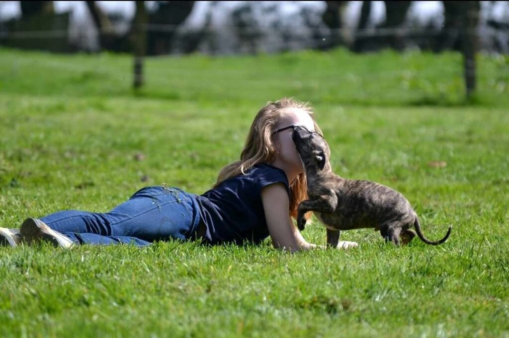 le whippet et les enfants 