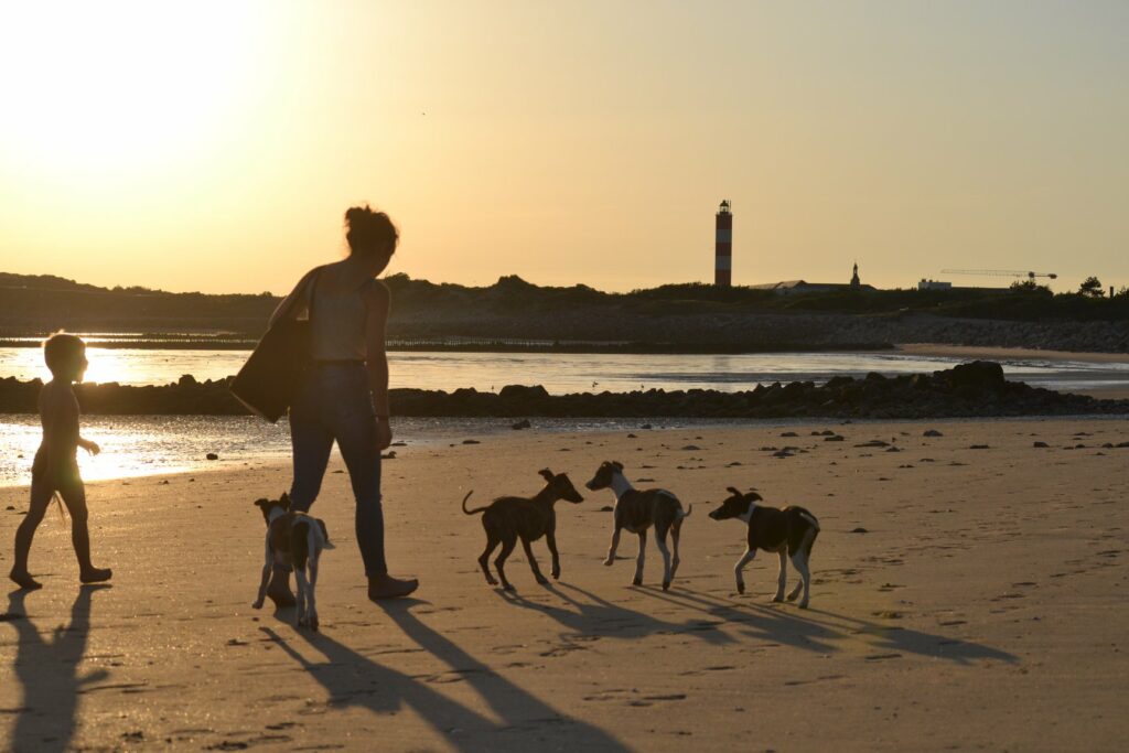 Les Whippets sont des chiens de salon
vrai et faux les Whippets sont des chiens actifs qui aiment aussi le confort 