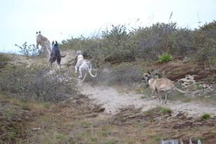 Les Whippets sont des chiens fragiles
faux : les Whippets sont des chiens robustes et athlétiques