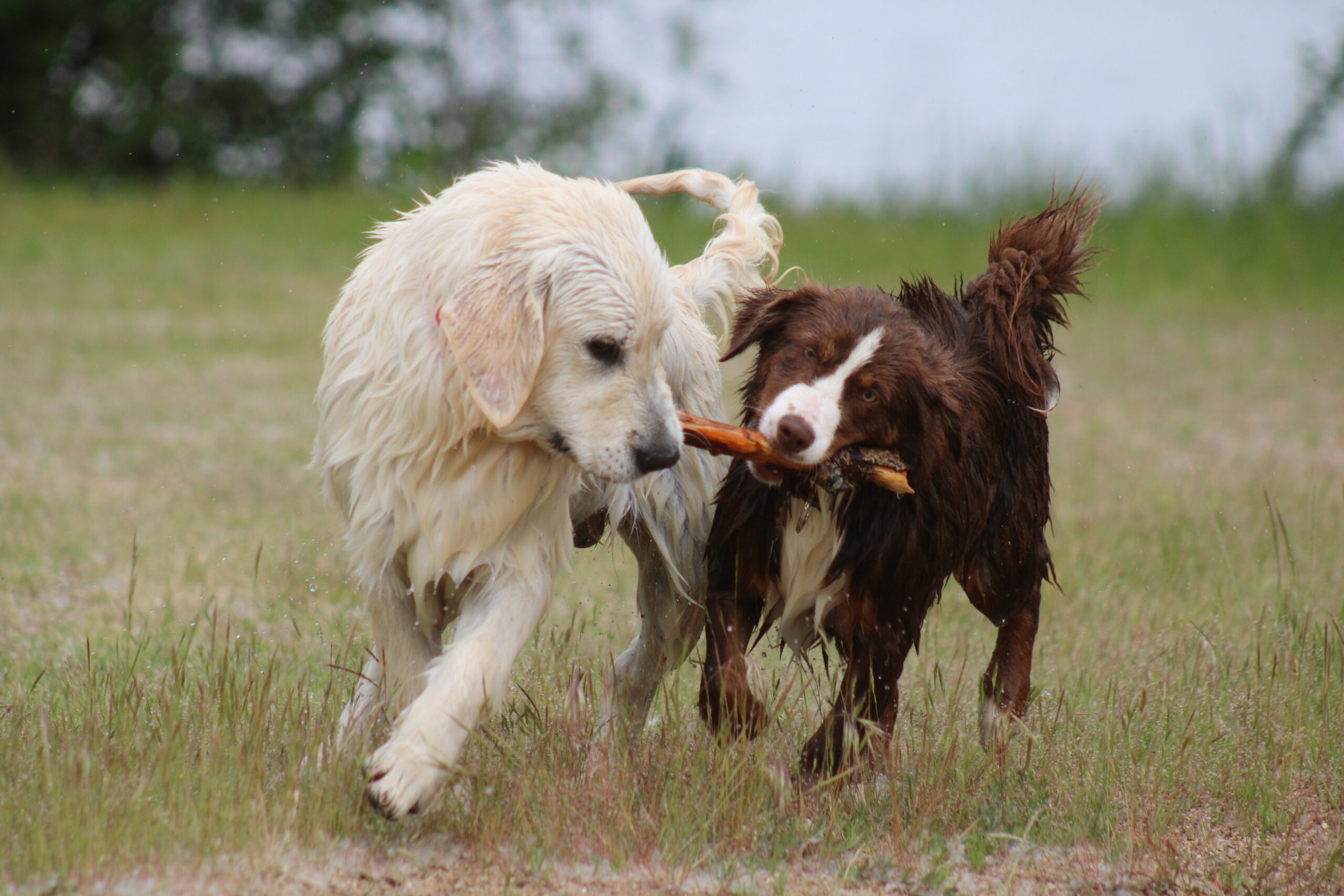 Golden Retriever et Berger Américain Miniature au quotidien