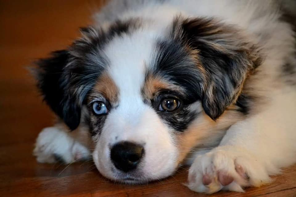 Skye bébé