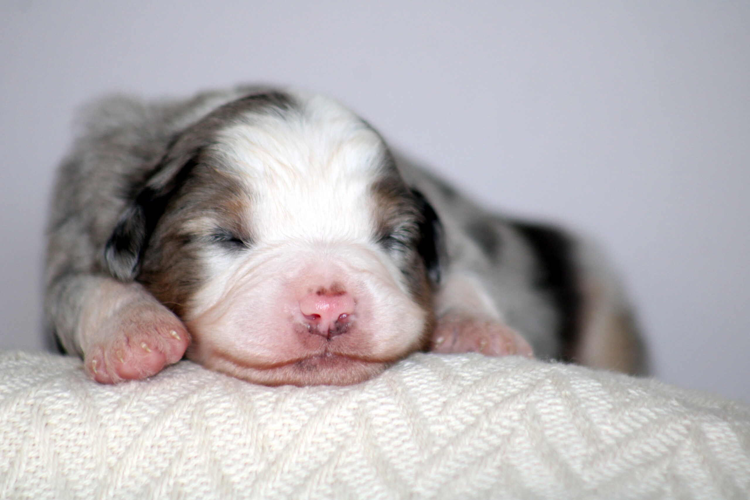 Chiot né aux Alizés de Maëlynn