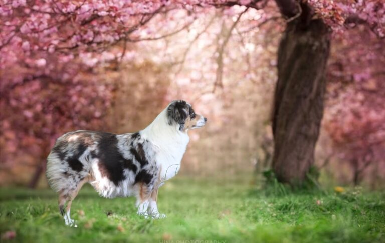 Femelle Berger Américain Miniature attentive et élégante - Élevage Des Alizés de Maëlynn