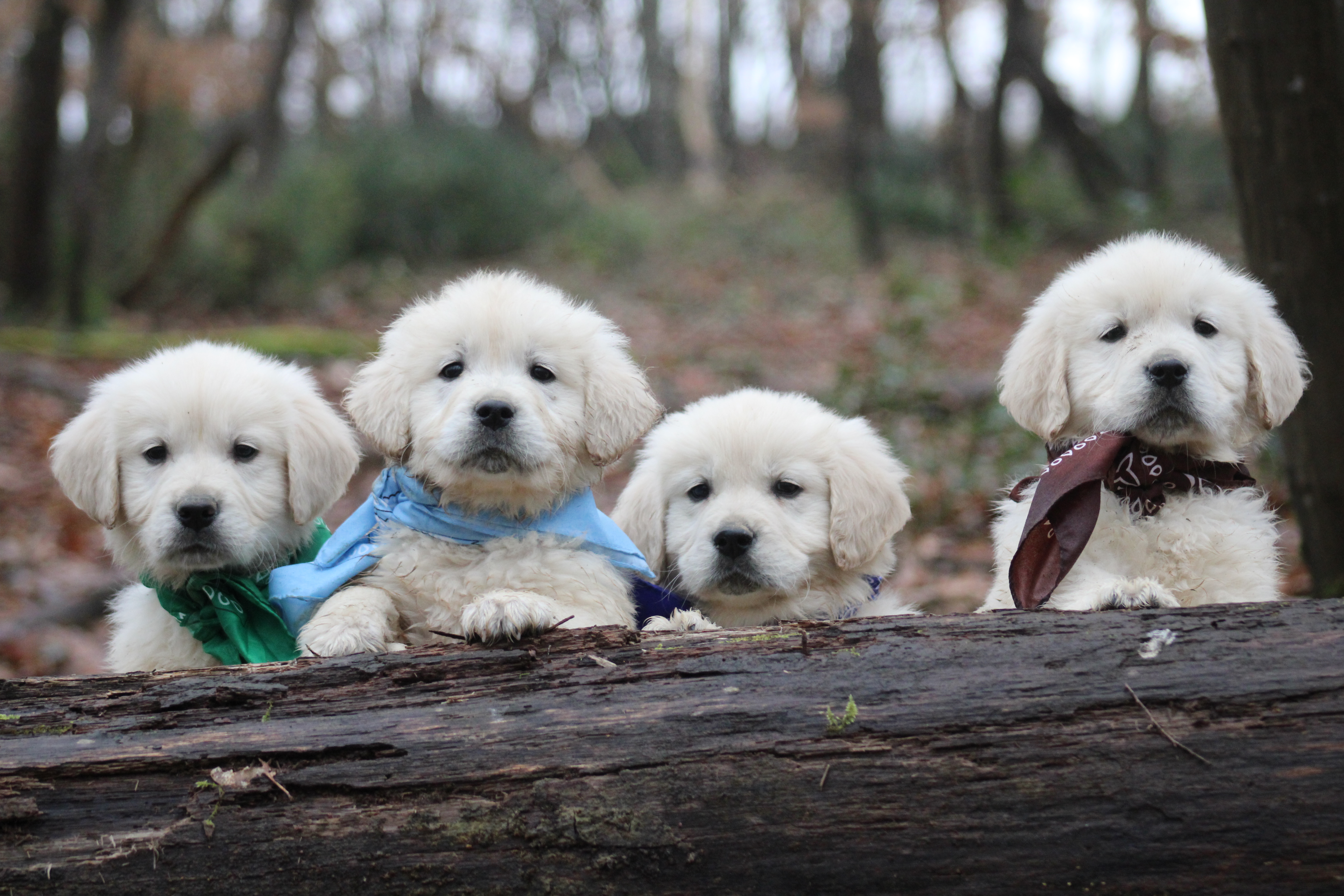 Vie quotidienne des chiens aux Alizés de Maëlynn