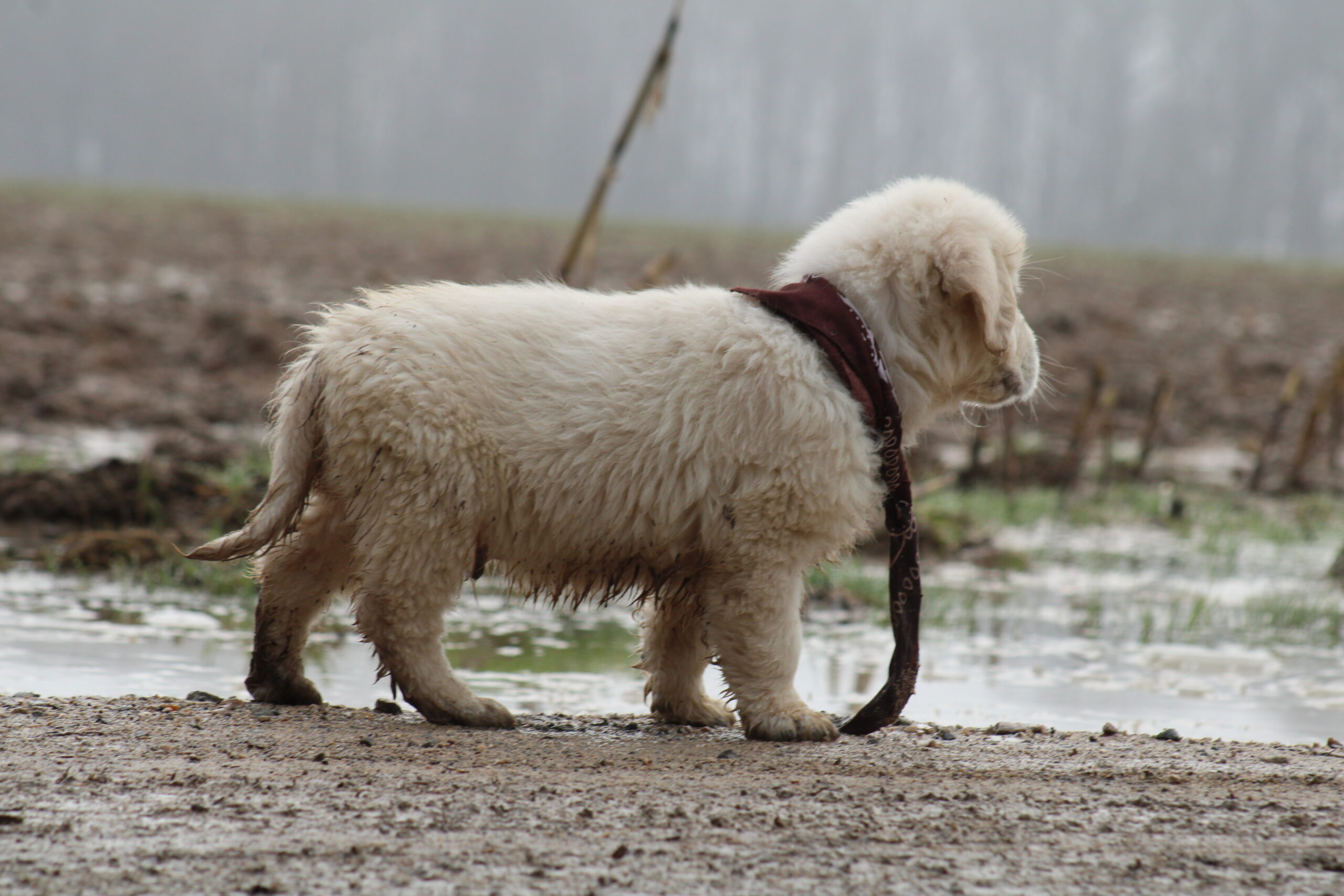 Découverte et socialisation des chiots à l'élevage