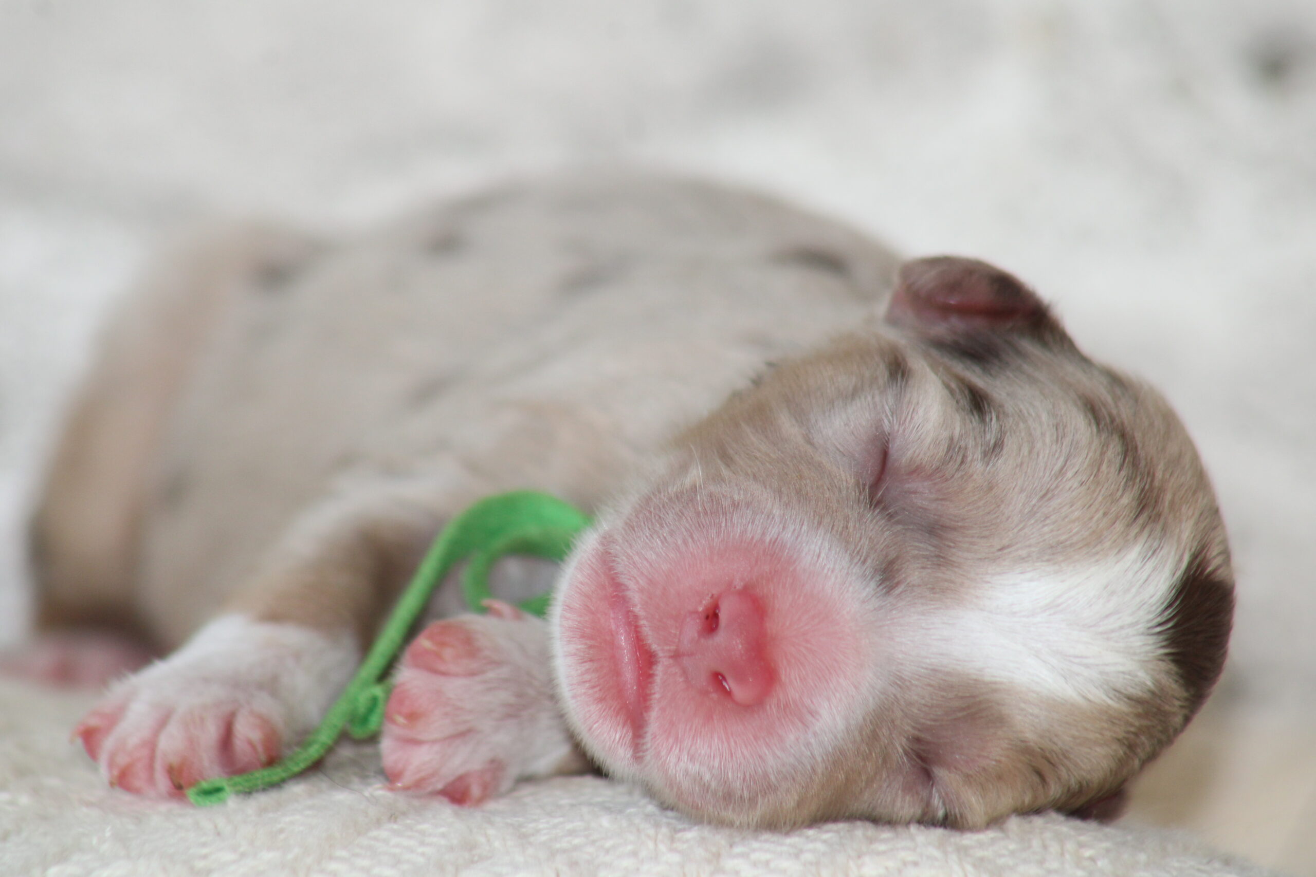 Chiots au quotidien à l'élevage des Alizés de Maëlynn