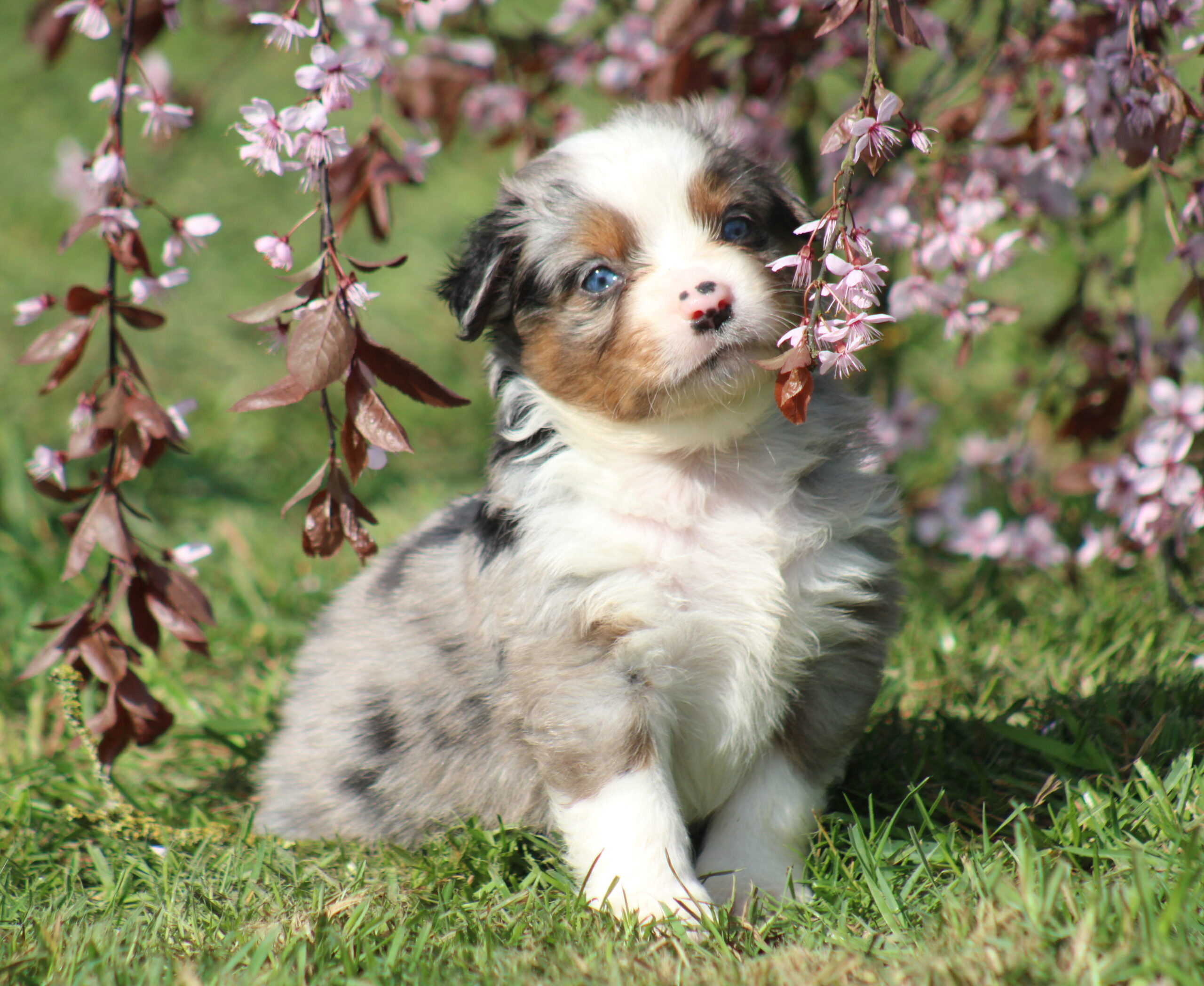 Chiots Bergers Américains Miniatures nés aux Alizés de Maëlynn