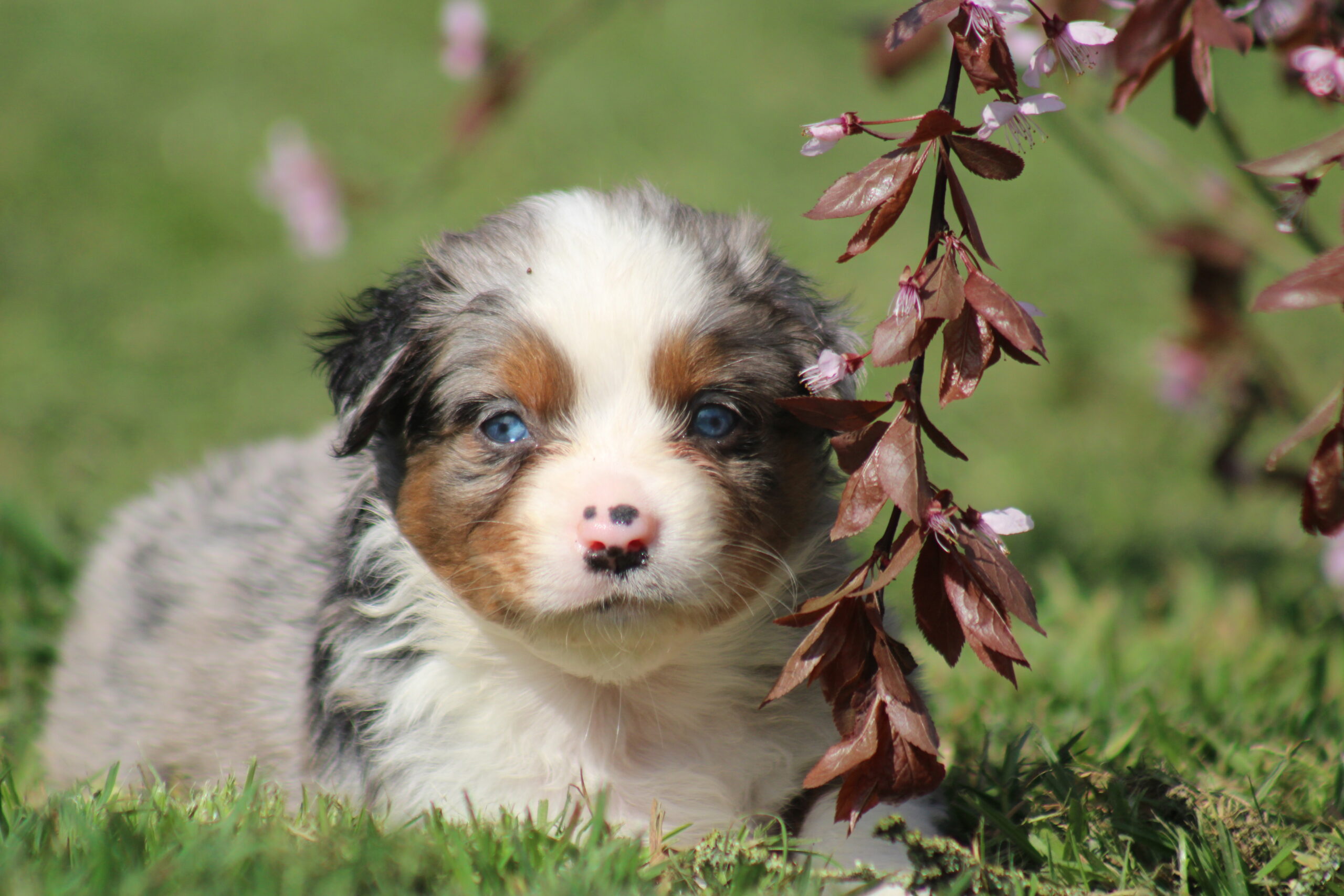 Chiots Bergers Américains Miniatures nés aux Alizés de Maëlynn