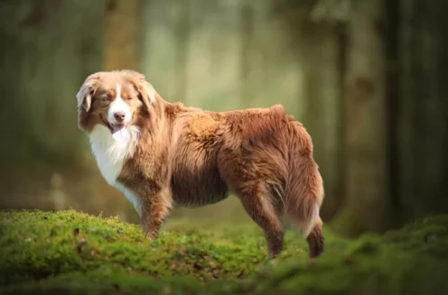 Mâle Berger Américain Miniature joueur et intelligent - Élevage Des Alizés de Maëlynn
