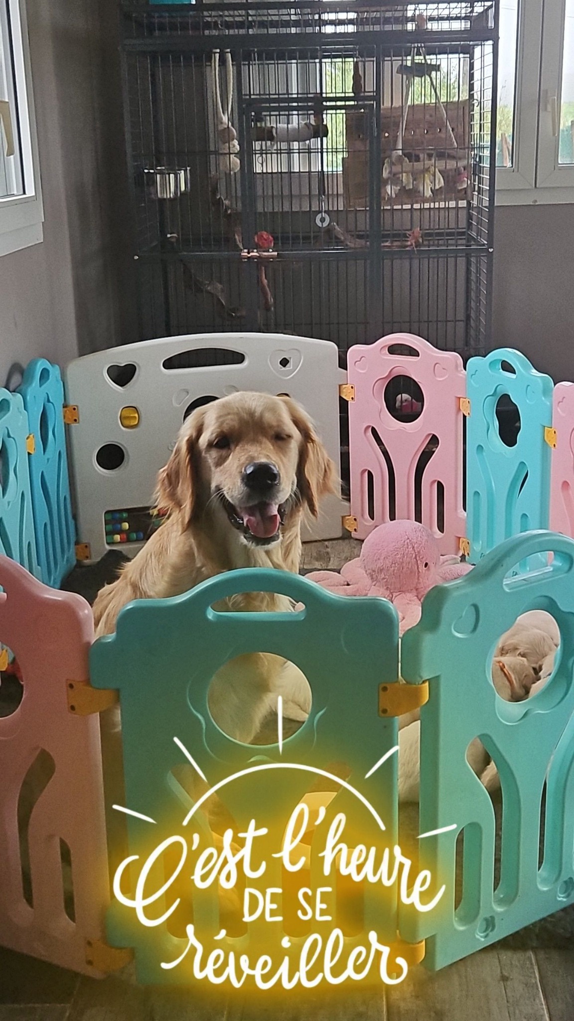 Moment de vie avec les chiens de l'élevage