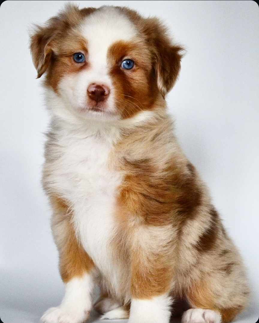 L’éducation du chiot