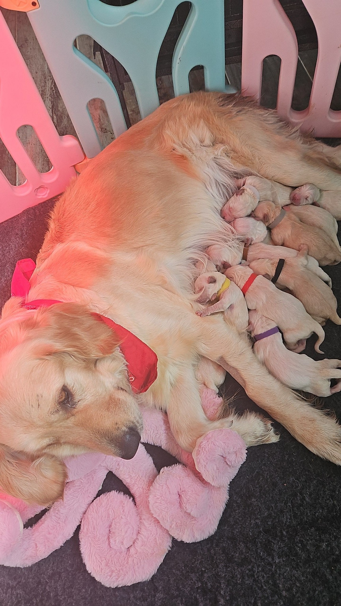Chiot nouveau-né lors de ses premiers instants à l'élevage