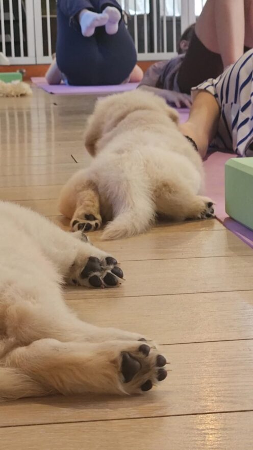 Yoga Puppy à l’élevage des Alizés de Maëlynn