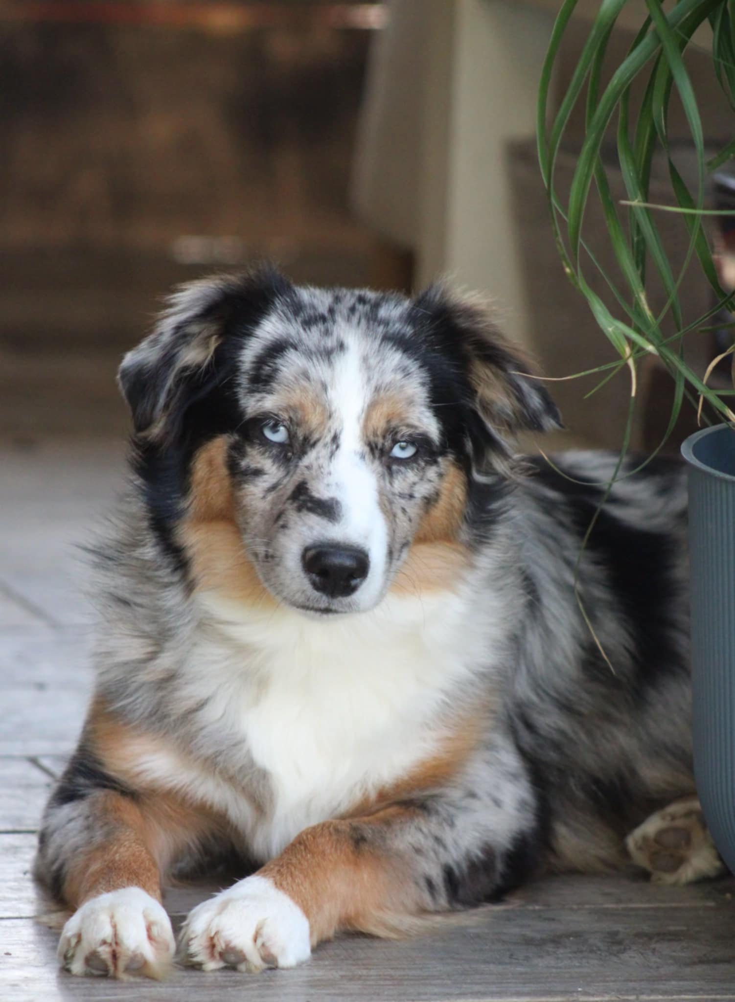Berger Américain Miniature bleu merle des Alizés de Maëlynn