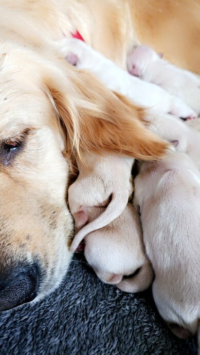 La naissance des chiots