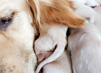 chiots nouveau-nés avec leur mère