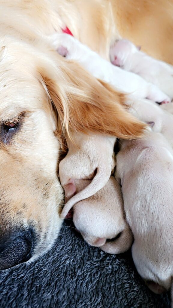 chiots nouveau-nés avec leur mère