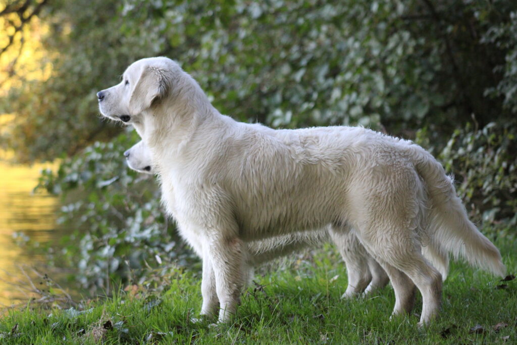 futures reproducteurs golden retriever