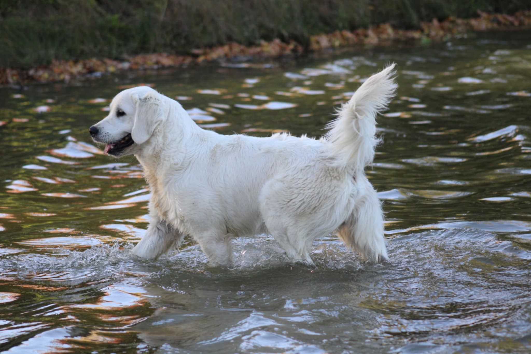Golden Retriever des Alizés de Maëlynn