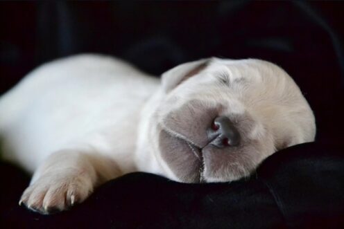Les premières semaines d’un chiot