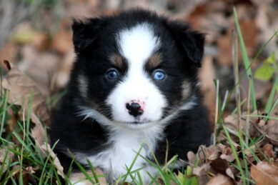 Arrêtez de choisir votre chiot par sa couleur !