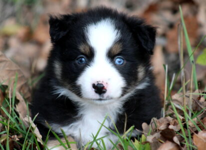 Arrêtez de choisir votre chiot par sa couleur !