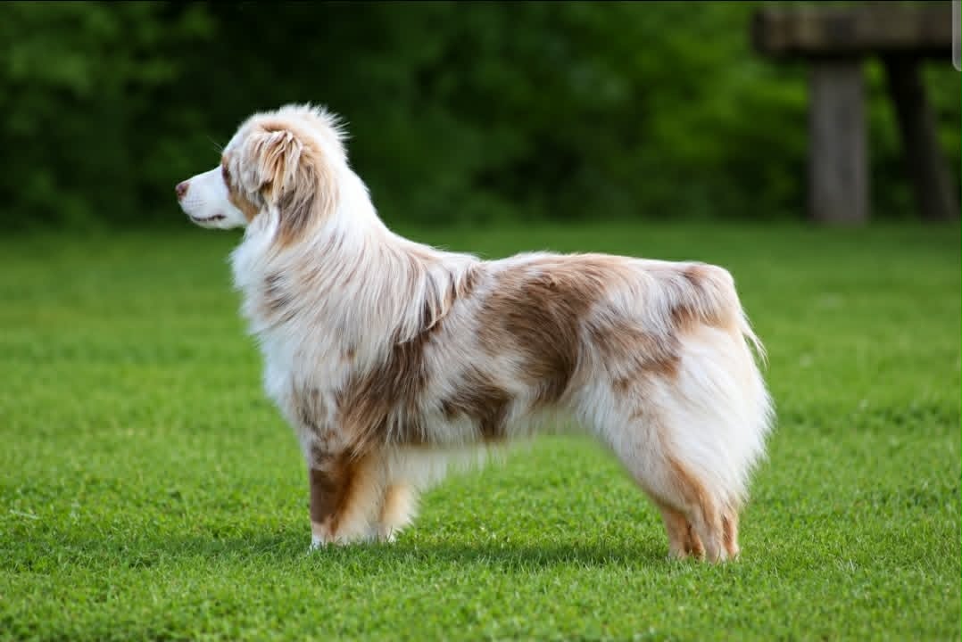 Berger Américain Miniature rouge merle des Alizés de Maëlynn