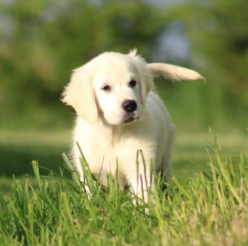 Chiot Golden Retriever des Alizés de Maëlynn