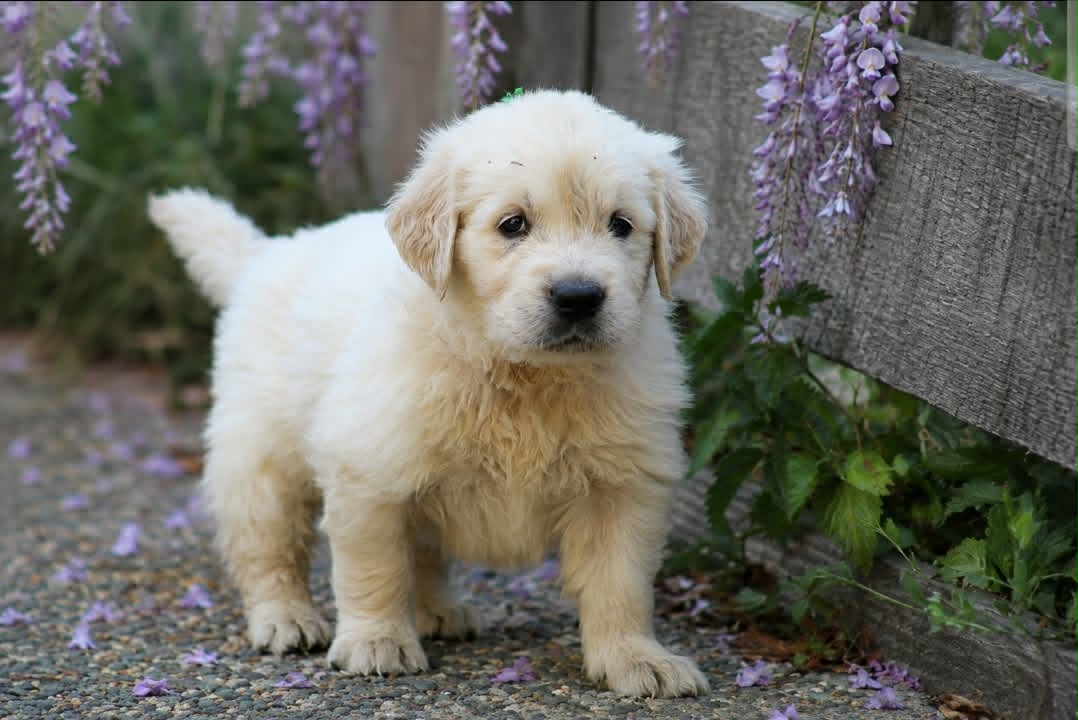 Basile-Songe, chiot Golden Retriever mâle disponible