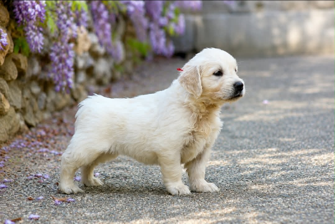 Bohème Song, chiot Golden Retriever femelle disponible