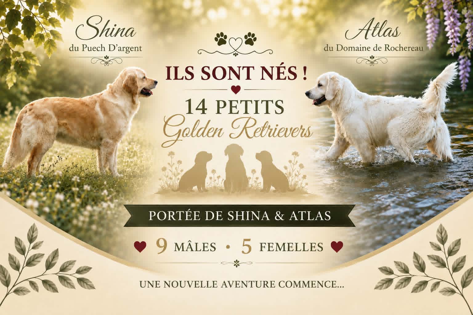 Portée de Shina et Atlas - les chiots sont nés