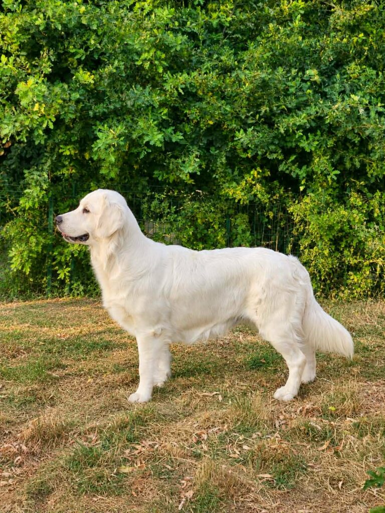 Azalée du Domaine du Rochereau Golden Retriever