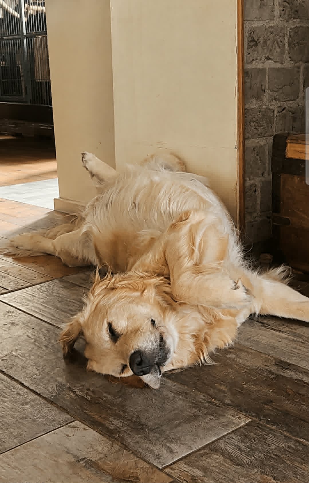 Golden Retriever détendu dans son environnement quotidien aux Alizés de Maëlynn