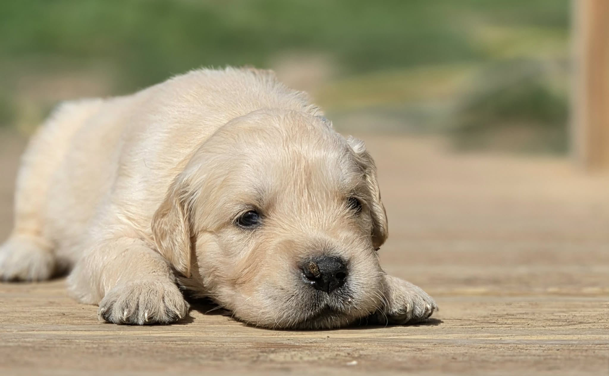 Robbie, chiot Golden Retriever