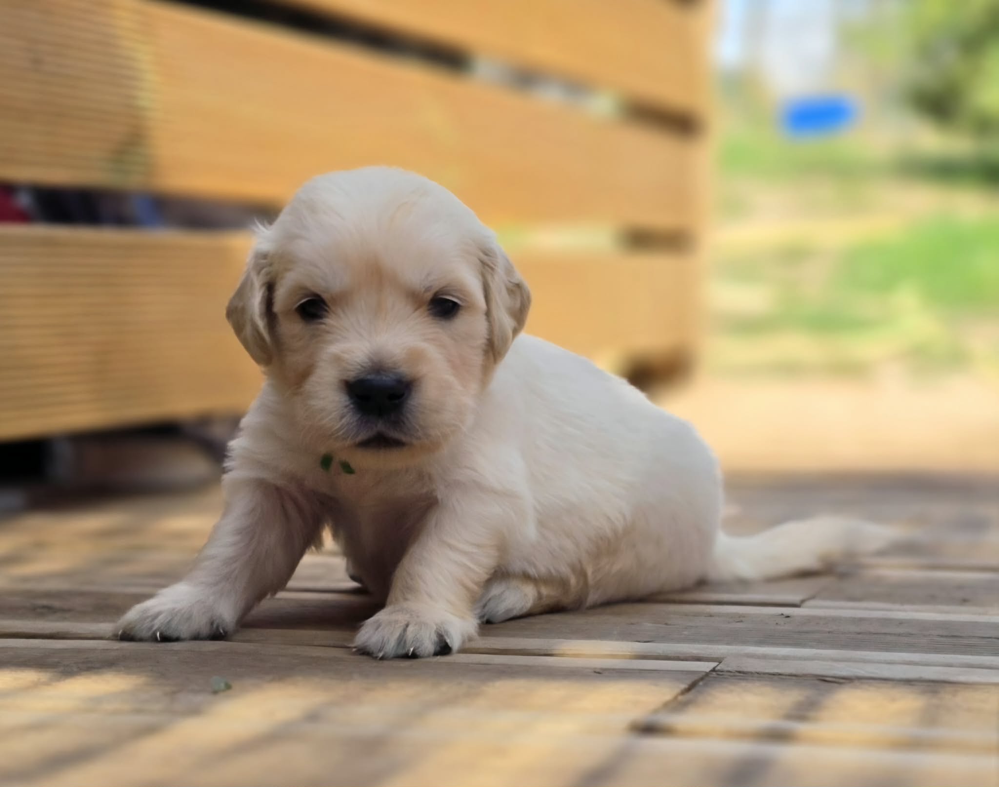 Bono, chiot Golden Retriever