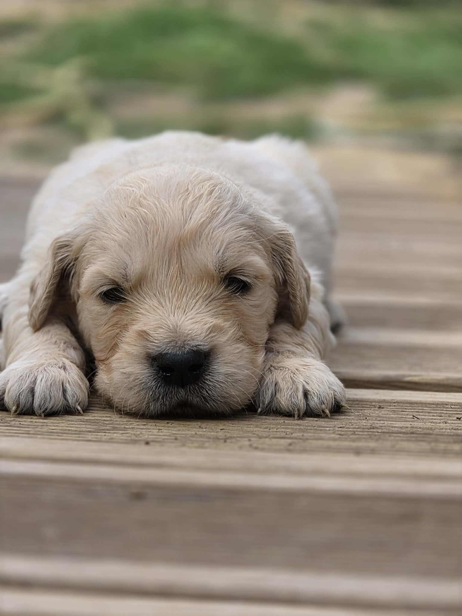 Marley