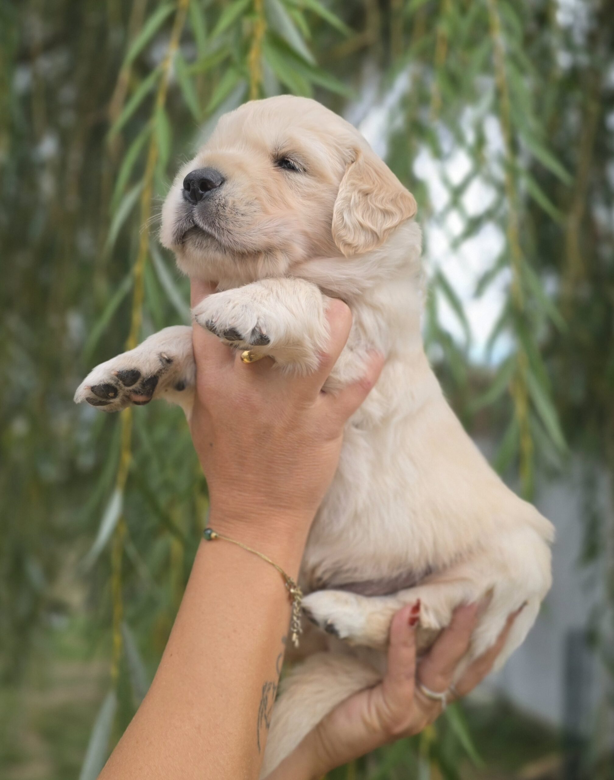 Bobby James, chiot Golden Retriever