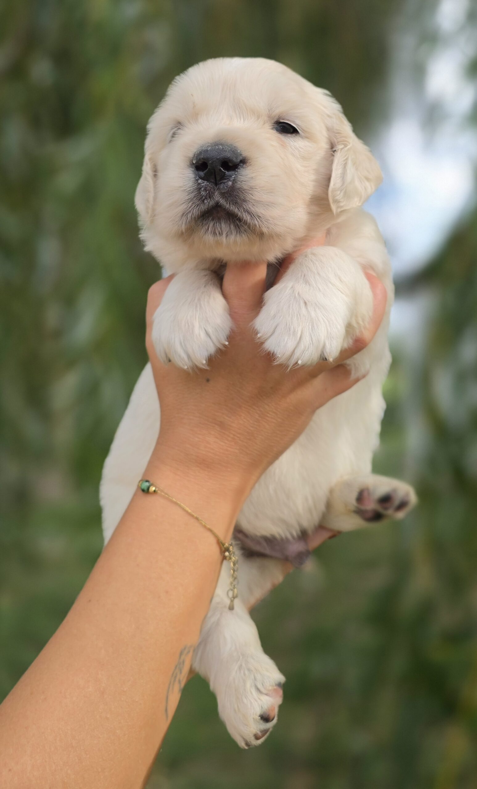 Benjamin Britten, chiot Golden Retriever