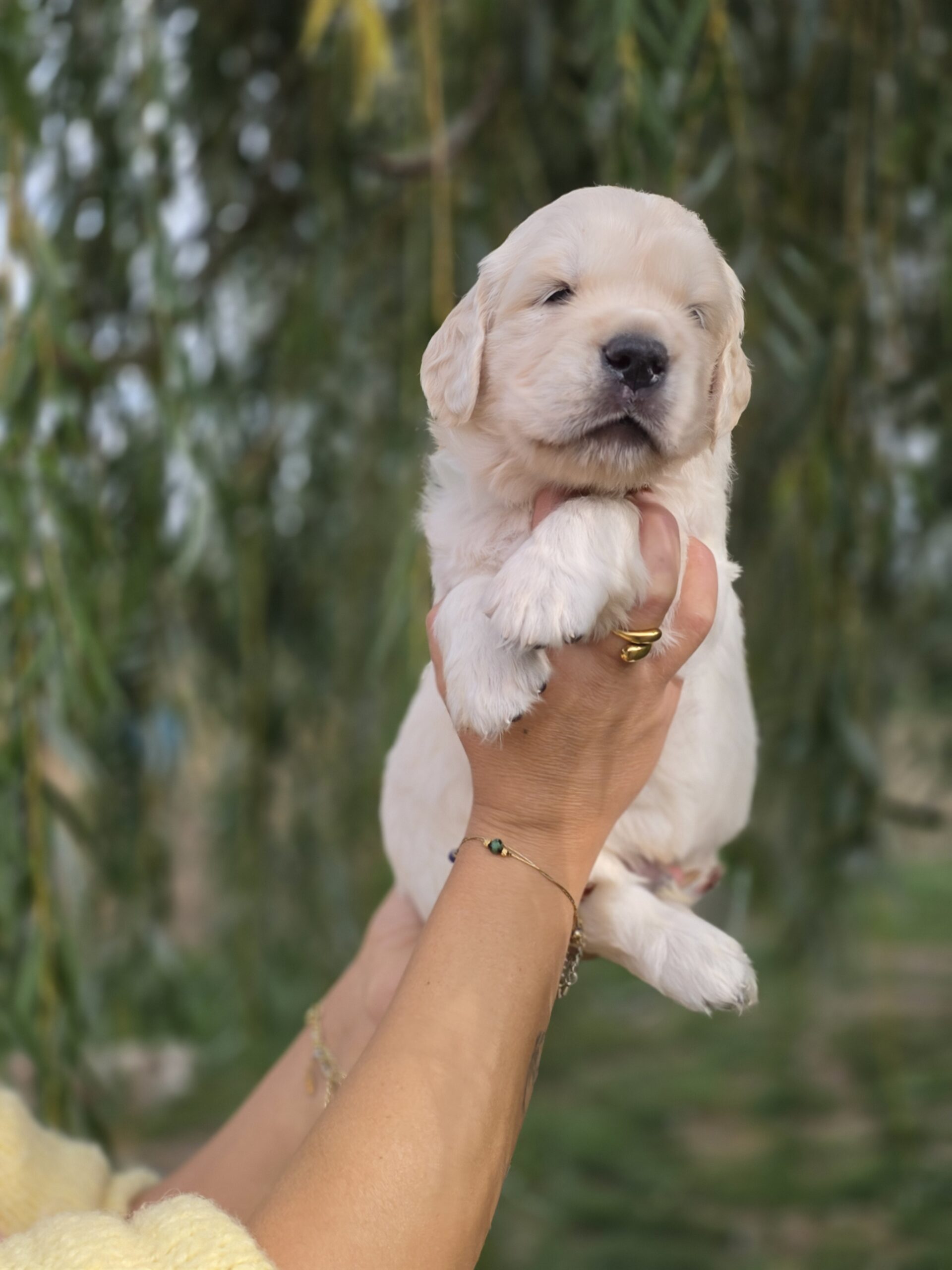 Billy Graham, chiot Golden Retriever