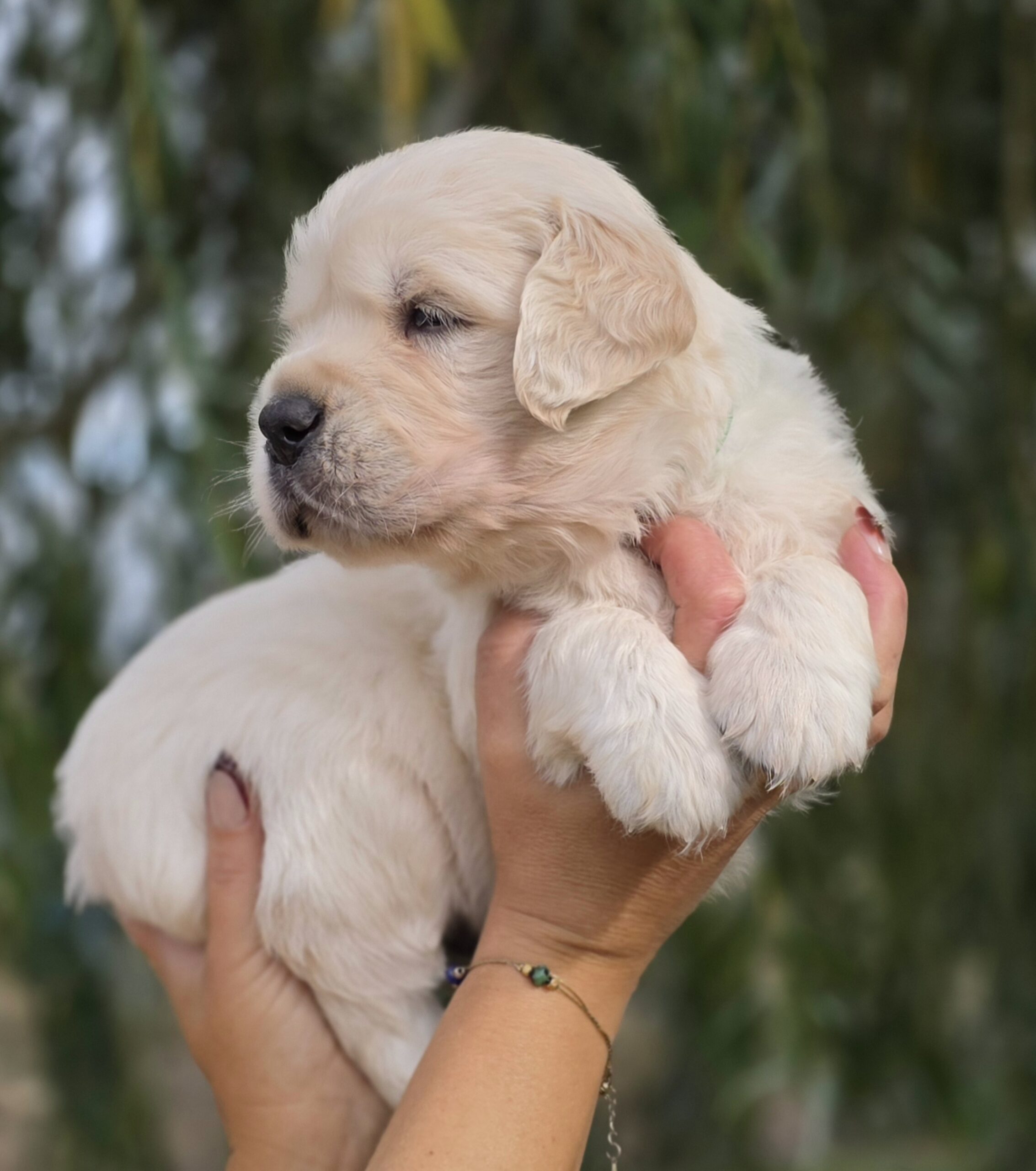 Betty Boop, chiot Golden Retriever